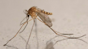 En Ecosse, des moustiques responsables de l'arriv&eacute;e d'un nouveau virus sous haute surveillance