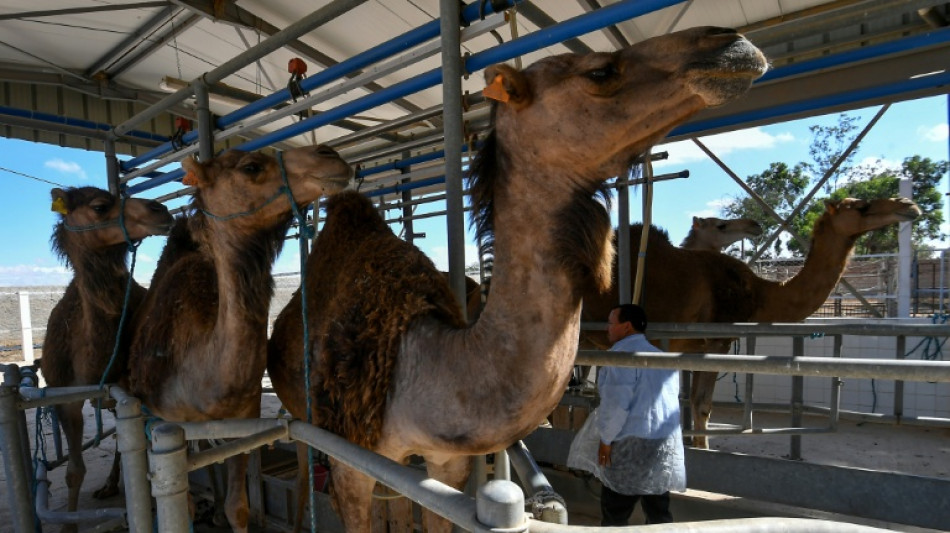 In Tunisia's arid south, camel milk offers hope for economic gain