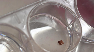 Carne coltivata, nuovo bioreattore produce bocconcini di pollo