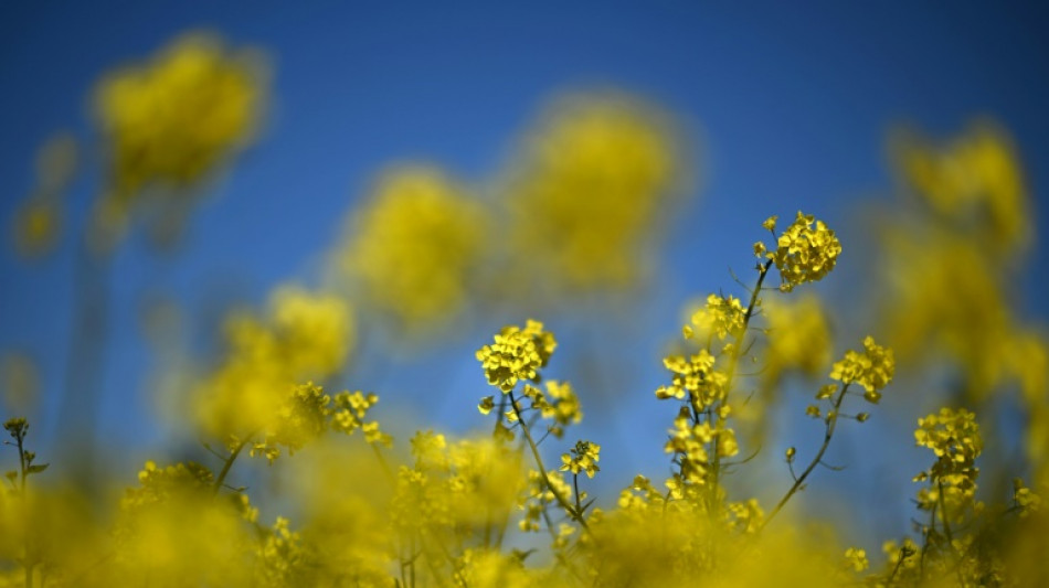 Studie: Rapsöl weiterhin beliebtestes Speiseöl in Deutschland
