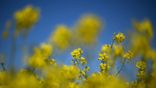 Studie: Rapsöl weiterhin beliebtestes Speiseöl in Deutschland
