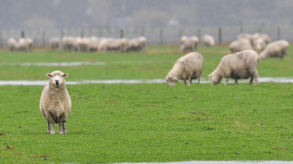 Bayern: Autofahrer prallt in Schafherde - acht Tiere sterben