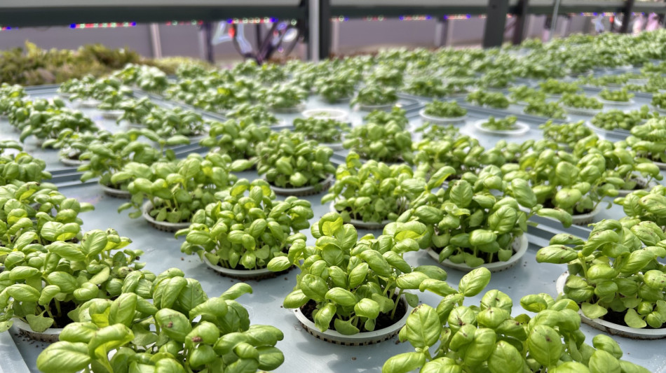 Eni, al via la nuova serra aeroponica per coltivare ortaggi