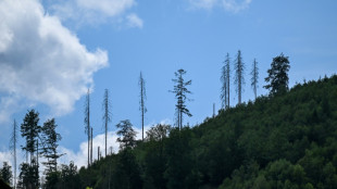 Zustand der Wälder in Deutschland weiter schlecht: Nur jeder fünfte Baum gesund