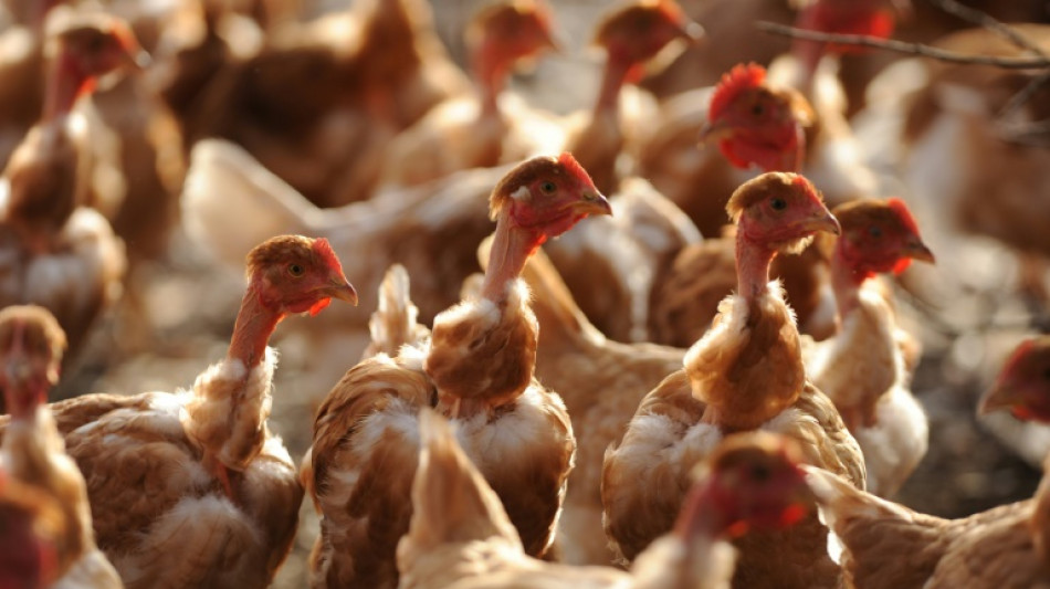 Grippe aviaire: la d&eacute;tresse des &eacute;leveurs vend&eacute;ens face au "d&eacute;sastre"