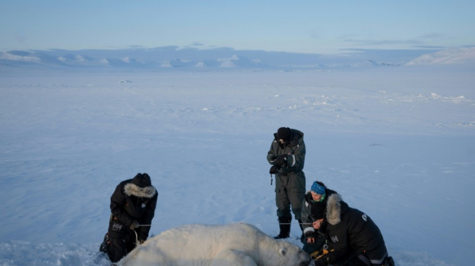 Biopsias de osos polares para conocer mejor los contaminantes del Ártico