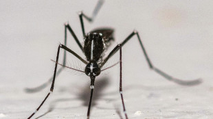 Dengue, chikungunya: efficacité variable des différentes techniques de lâchers de moustiques, selon l'Anses