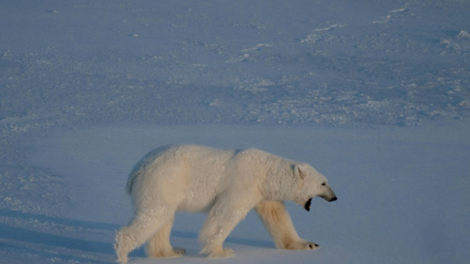 Dans l'Arctique, des ours polaires plus en forme que prévu mais jusqu'à quand ?