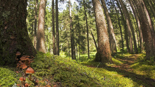 Con la primavera anticipata, due settimane in pi&ugrave; di crescita per le conifere