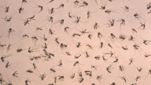 Altri due morti per West Nile in Campania e nel Lazio