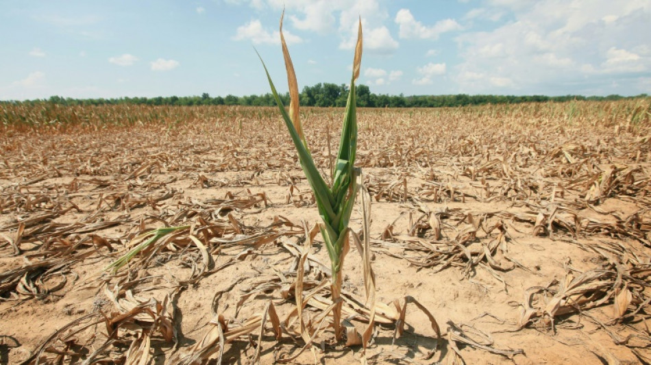 Studie: Klimawandel steigert Risiko gleichzeitiger Dürren in Getreideanbaugebieten