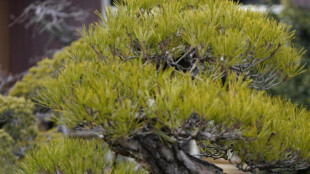 La pianta pi&ugrave; vecchia d'Europa &egrave; un ginepro di 1.647 anni