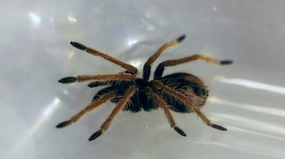 Kölner Zoll entdeckt 1500 Vogelspinnen in Keksverpackungen