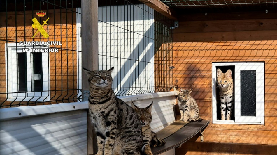 Desmantelan en Espa&ntilde;a una red que vend&iacute;a por internet felinos ex&oacute;ticos