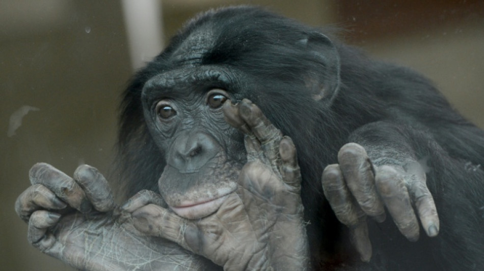 Despite reputation, bonobos are aggressive, particularly toward males: study