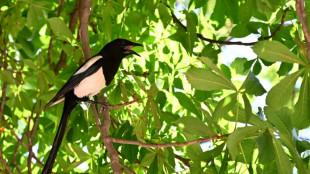 La urraca desconfía de las novedades y sus vecinos saben sacarle provecho