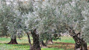 Sequenziato Dna di variet&agrave; italiane di olivi, &egrave; prima volta