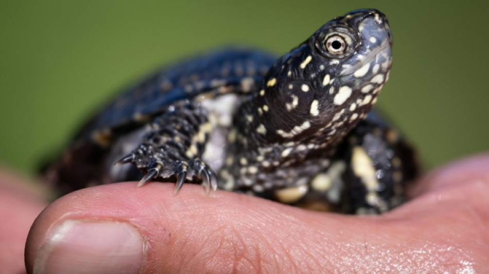 Aux abords du Rhin, la délicate réintroduction de tortues d'eau