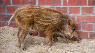 Rheinland-Pfalz: Vermeintlicher Einbrecher entpuppt sich als junges Wildschwein