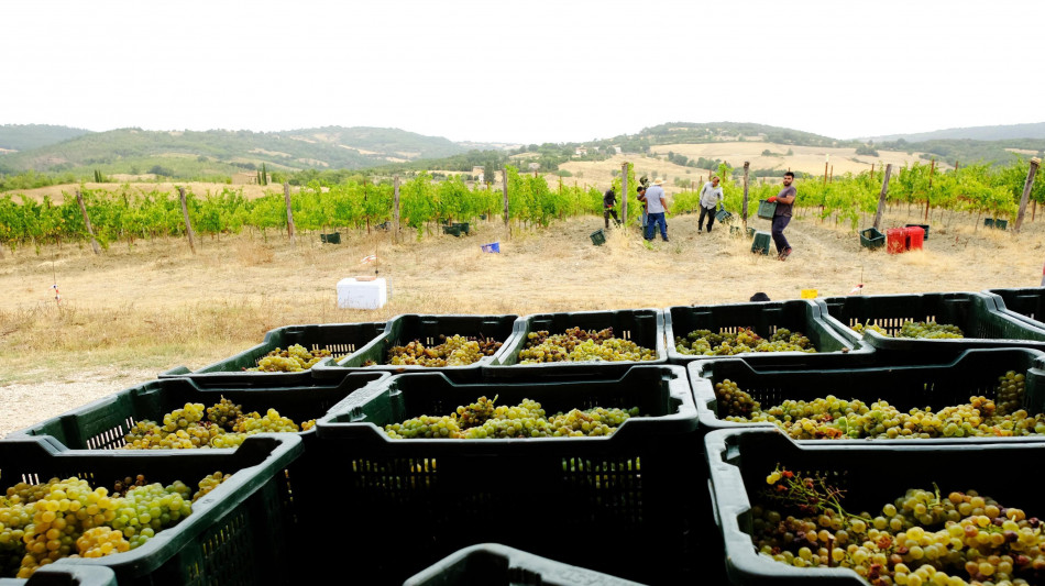 Vendemmia +8%, Italia numero uno al mondo per produzione di vino
