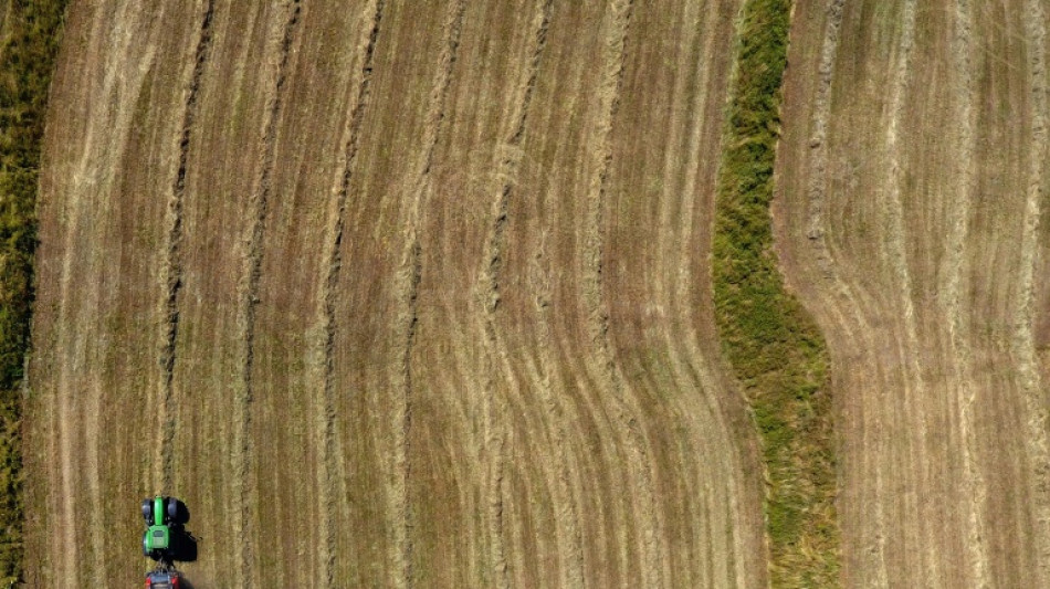 Preise landwirtschaftlicher Produkte legen weiter kr&auml;ftig zu - vor allem f&uuml;r Getreide