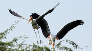Las aves tropicales, víctimas del calor extremo