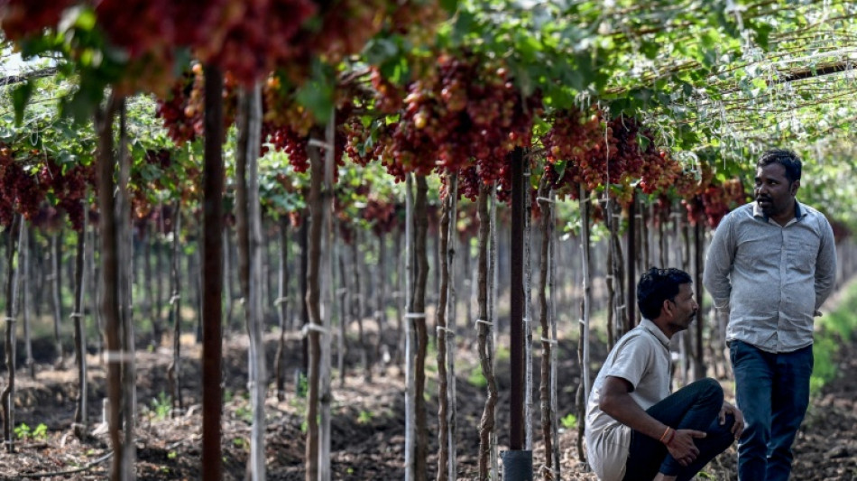 Sahyadri Farms, une coop&eacute;rative mod&egrave;le pour les agriculteurs indiens en grande difficult&eacute;