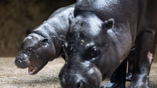 Dagli ippopotami ai mammut, cos&igrave; il clima ha cambiato l'Insubria