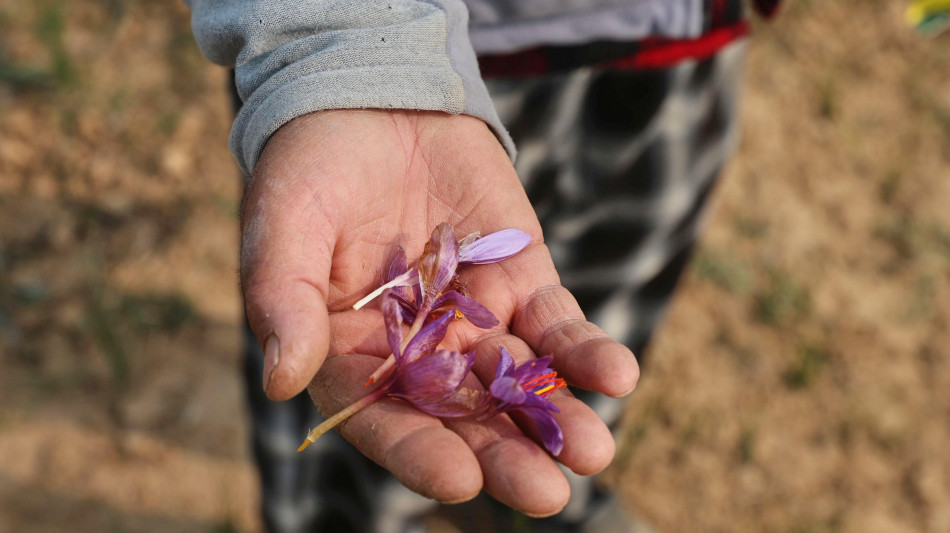 Media, il blocco di internet in Iran frena l'export di zafferano