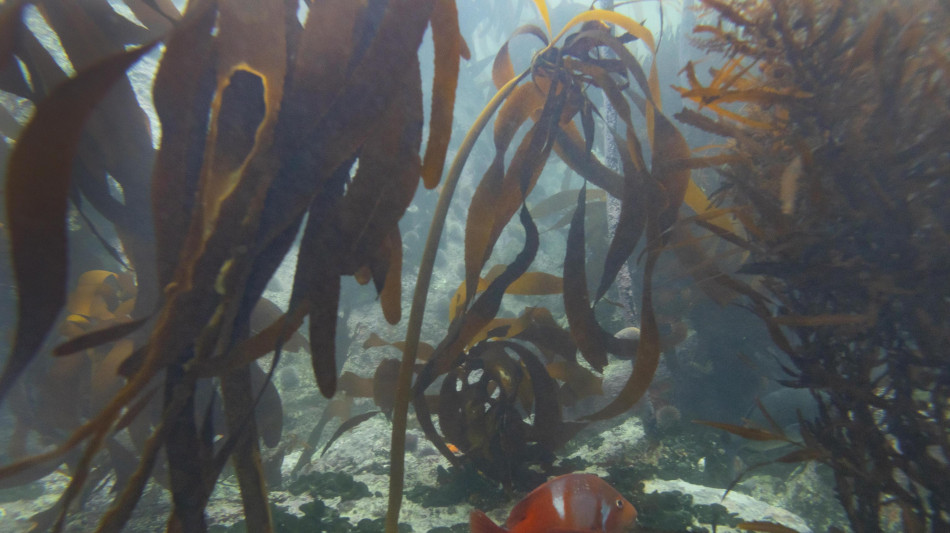 Bioplastiche ottenute dalle alghe per habitat extraterrestri