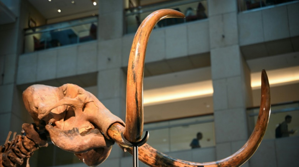 Bau der Stromtrasse Suedlink in Baden-Württemberg: Weitere Mammutfunde