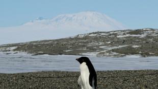 The surprising climate power of penguin poo