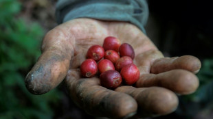 Colombia registra su mayor producci&oacute;n de caf&eacute; en 33 a&ntilde;os