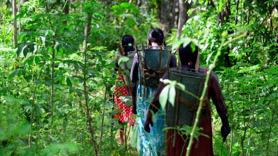 Desmatamento cai em todos os biomas do Brasil pela primeira vez em 6 anos
