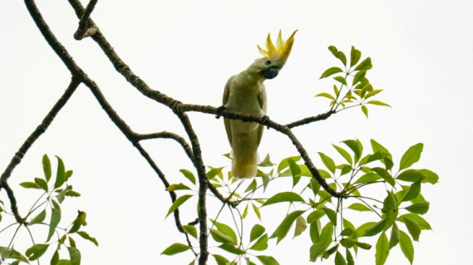 Nidos artificiales en Hong Kong para salvar a sus amenazadas cacatúas
