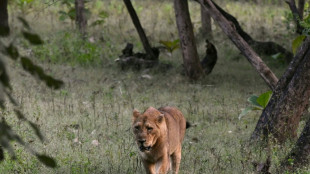 En Inde, la lente renaissance des lions d'Asie
