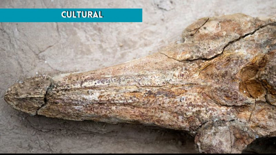 In Per&ugrave; scoperto fossile delfino vissuto 12 milioni di anni fa