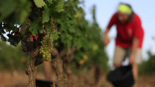 Dalla ricerca arriva l'uva senza semi,poca acqua e tanta qualit&agrave;