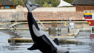 Francia lucha por encontrar un nuevo hogar para dos orcas tras el cierre de un parque