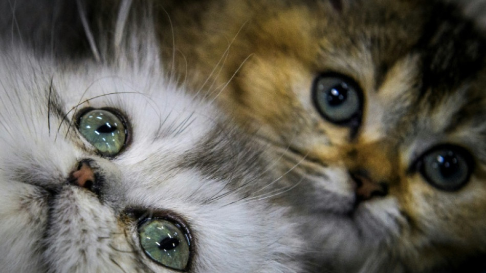 Wachmann rettet Katzenbabys aus M&uuml;llcontainer in Baden-W&uuml;rttemberg