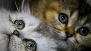 Wachmann rettet Katzenbabys aus M&uuml;llcontainer in Baden-W&uuml;rttemberg