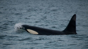 Killer whales spotted grooming each other with seaweed