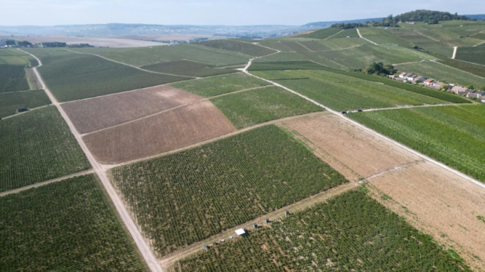 França condena três pessoas por tráfico de humanos nos vinhedos de Champanhe