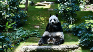 Hong Kong: le doyen mondial des pandas en captivit&eacute; meurt &agrave; 35 ans