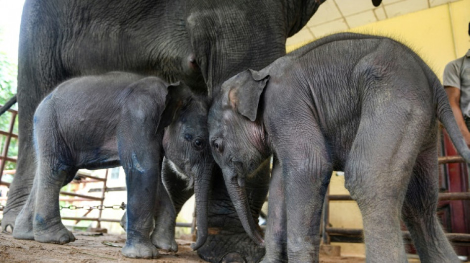 Rare twin elephants take first steps in Myanmar