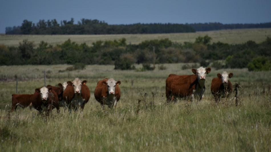 M&eacute;xico reanuda exportaci&oacute;n de ganado luego de que EEUU aliger&oacute; restricci&oacute;n por plaga