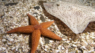 Trovato il colpevole che ha ucciso 6 miliardi di stelle marine