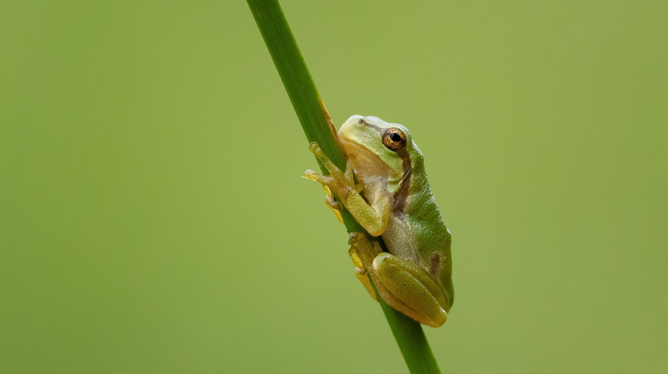 Cop16, le aziende italiane verso protezione biodiversit&agrave;