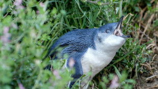 L'Australie vaccine en urgence ses manchots pygm&eacute;es contre la grippe aviaire