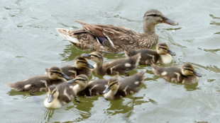Feuerwehr rettet in Niedersachsen Entenküken aus Kanalisation